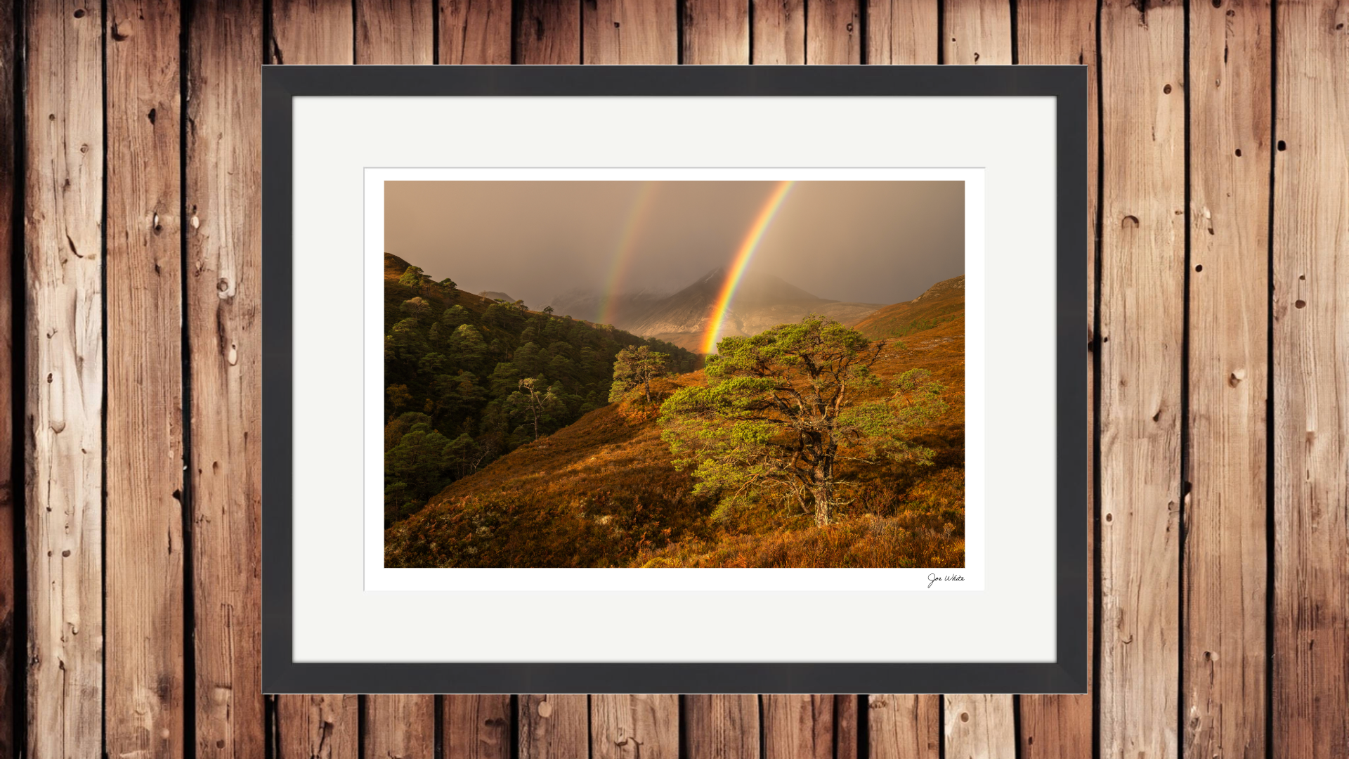 Rainbow over an Ancient Scots Pine