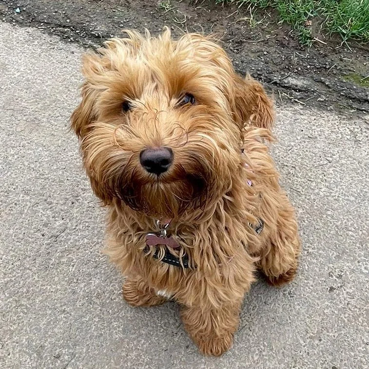 Coco.jpg