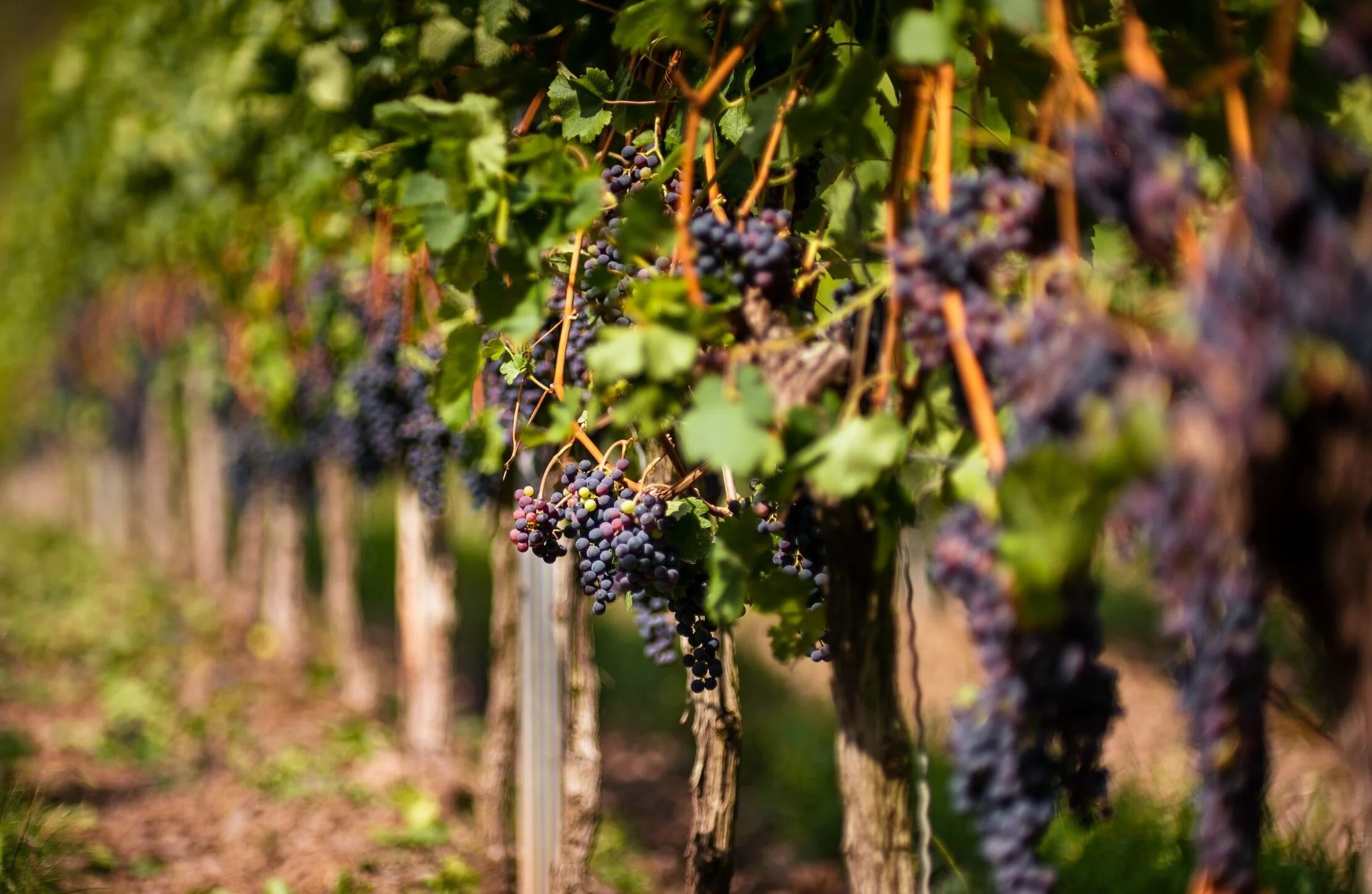 Rangée de vignes avec des grappes de raisins pour la récolte.
