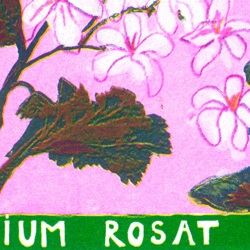 géranium-rosat-zoom-3.jpg