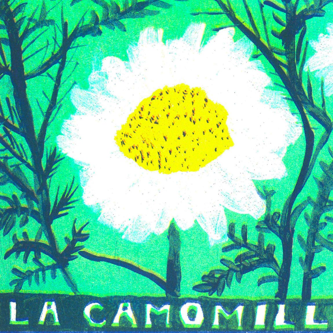 zoom-camomille.jpg