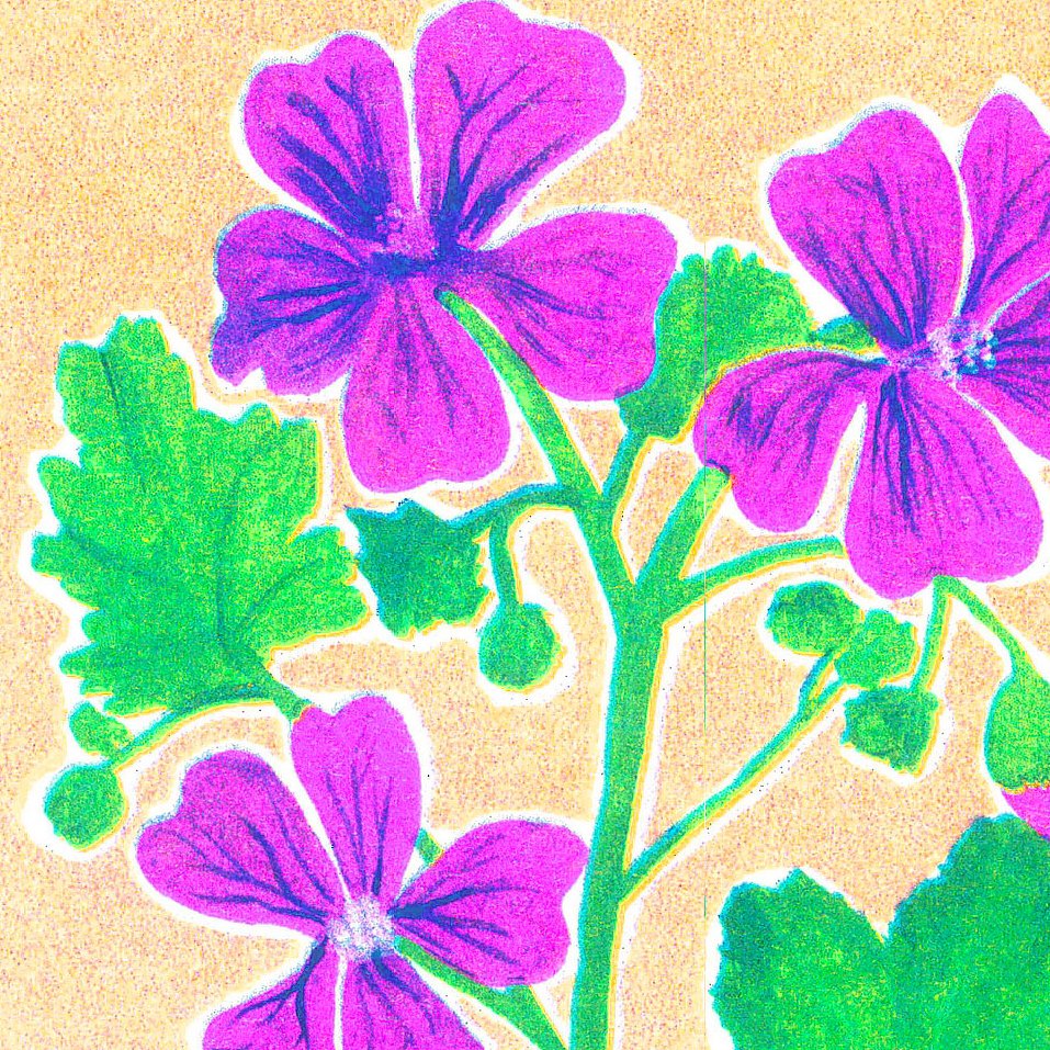 zoom-mauve.jpg