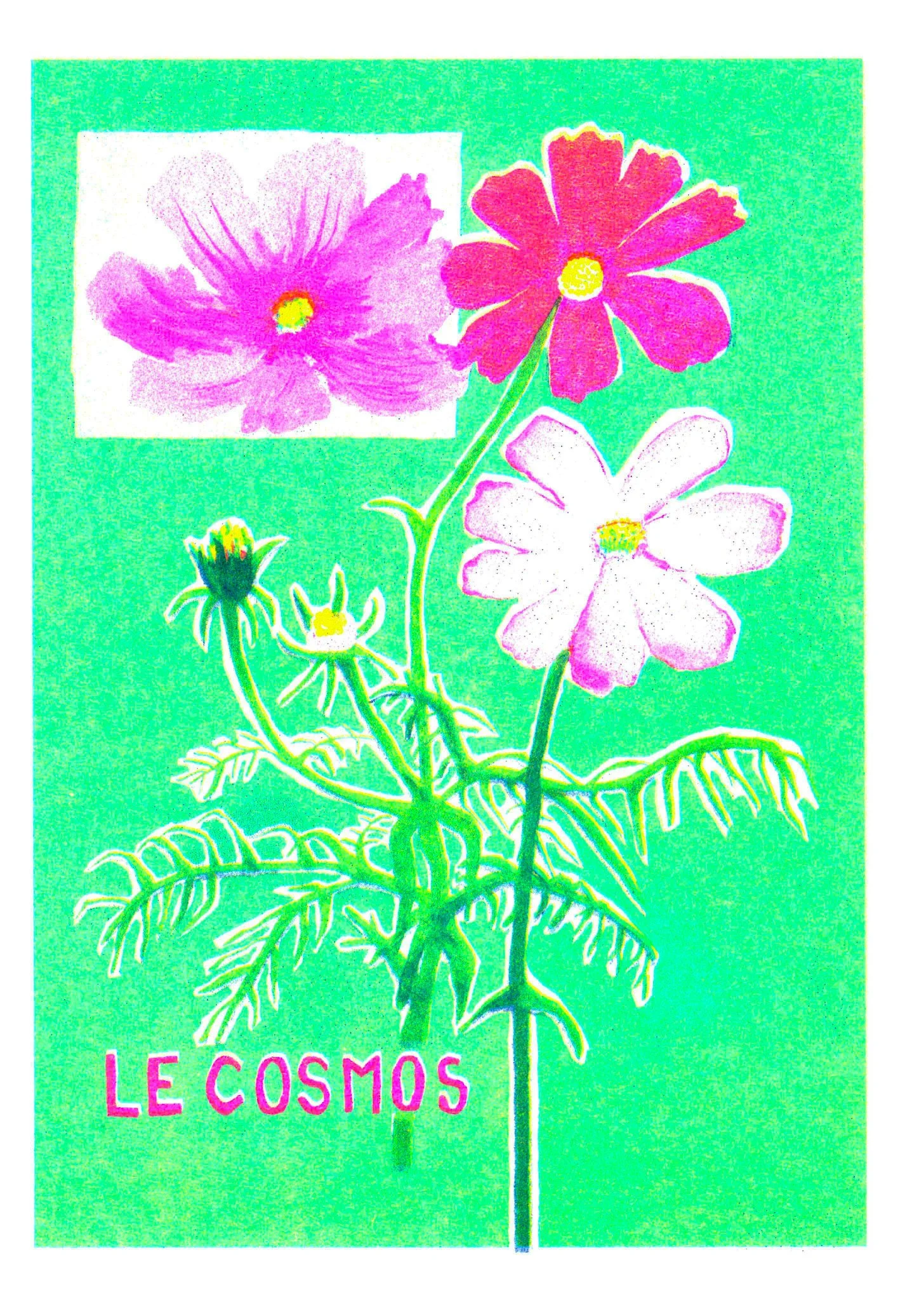 Cosmos