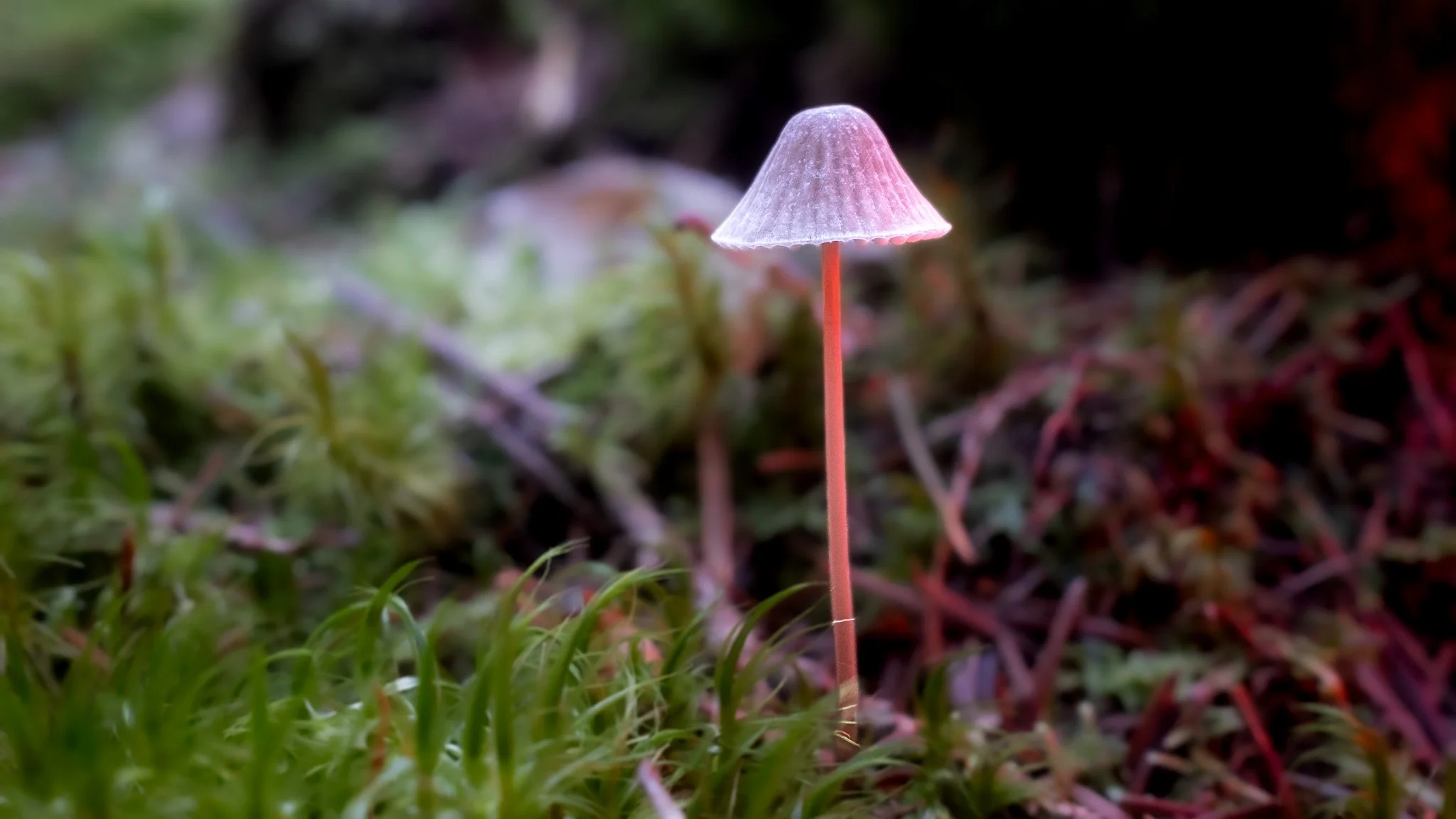 A small, pinkish mushroom with a conical cap and a long, thin stem growing amidst green grass and moss.