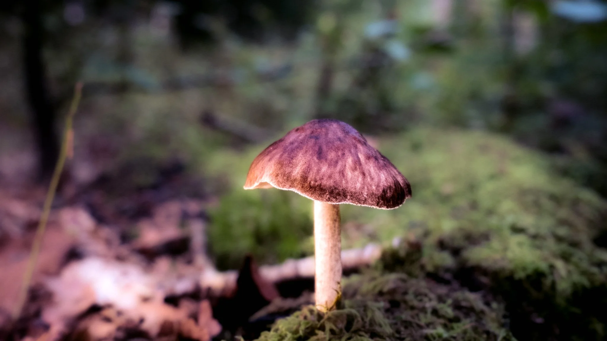 A single mushroom growing on the forest floor among moss and fallen leaves.