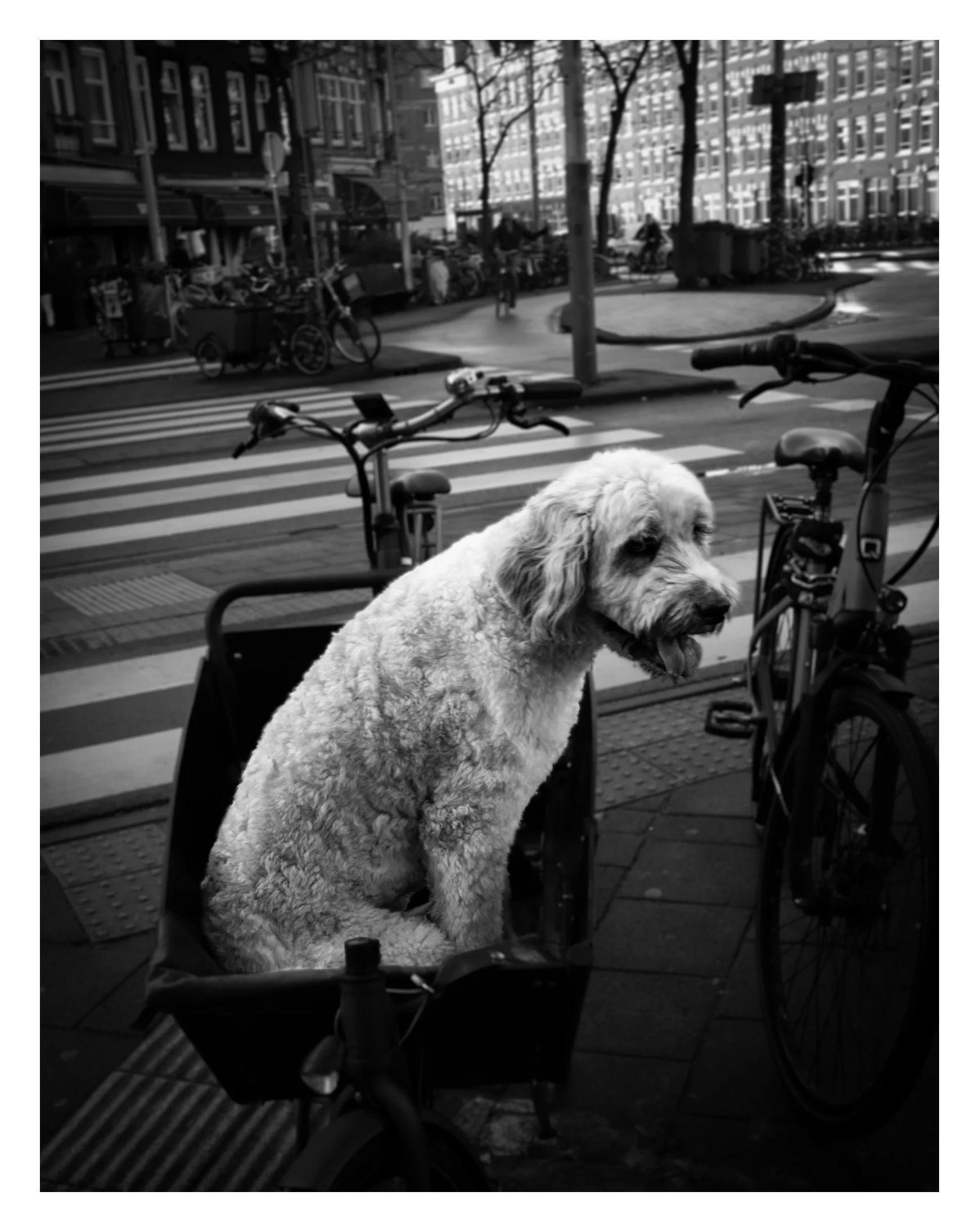 A fluffy dog sitting in a cart on a city sidewalk, with bicycles and a crosswalk in the background.
