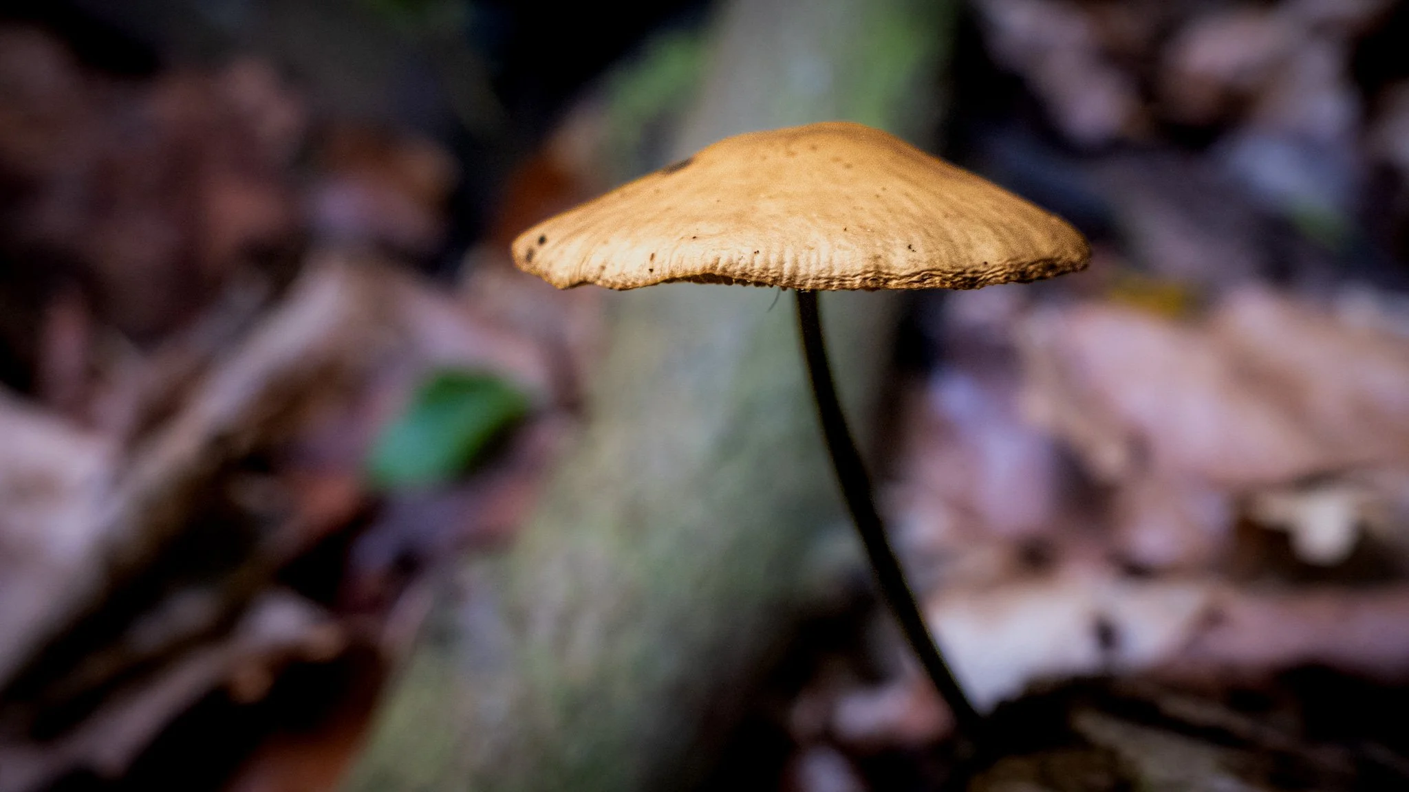 A small brown mushroom growing among pine needles on the forest floor.