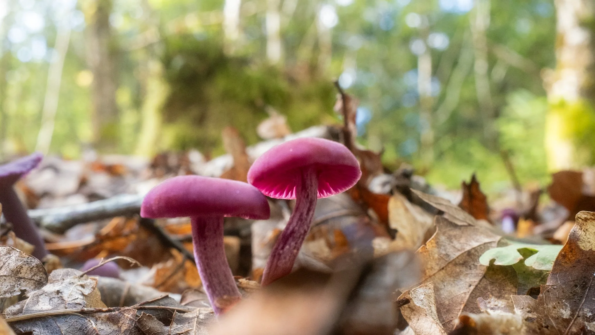 Close-up of purple mushrooms growing on leaf litter in a forest with blurred green foliage in the background.