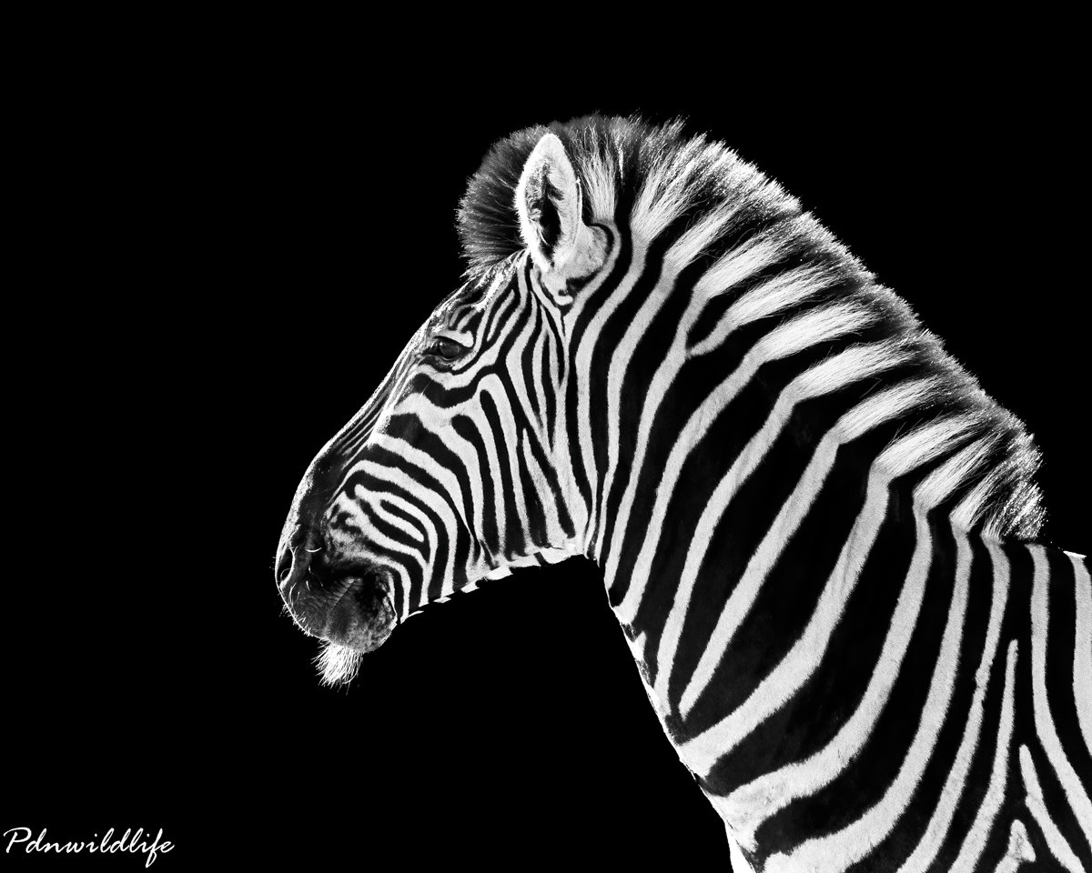 Black and white always great with Zebras.jpg