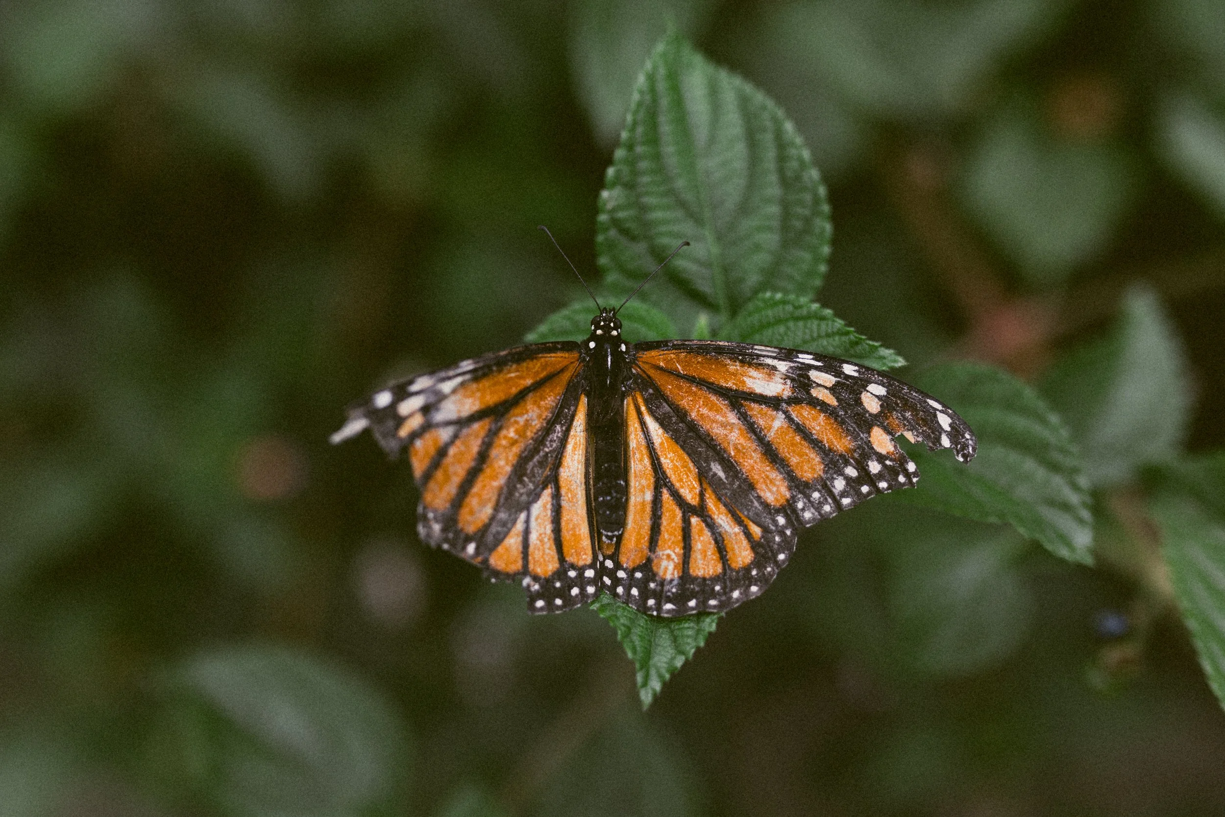 805A0134.jpg