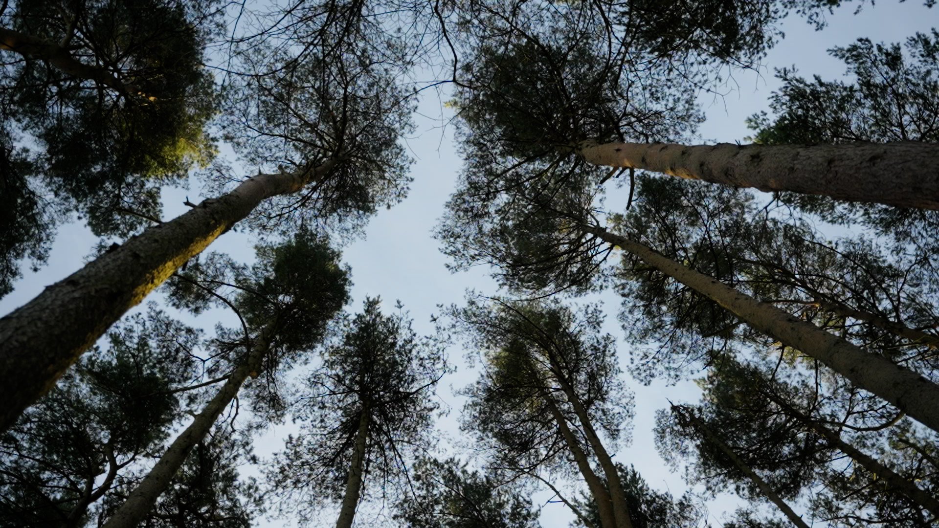See the wood for the trees: Telling Forestry Stories Through Film