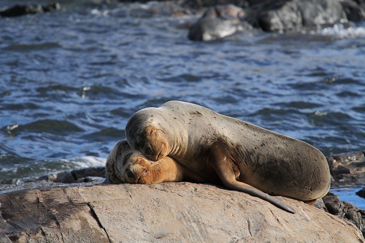День 7-4  -Sea_Lions_Ushuaia.jpg