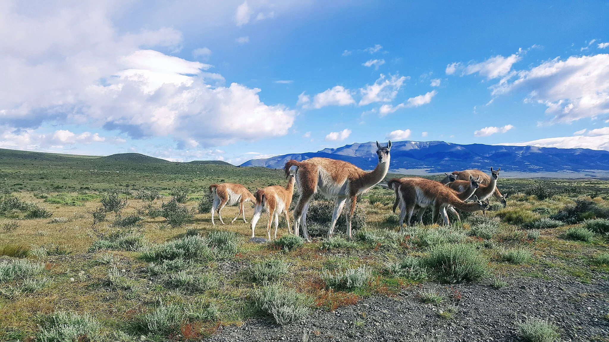 День 12-5 -Guanacos_-Torres_del_Paine.jpg