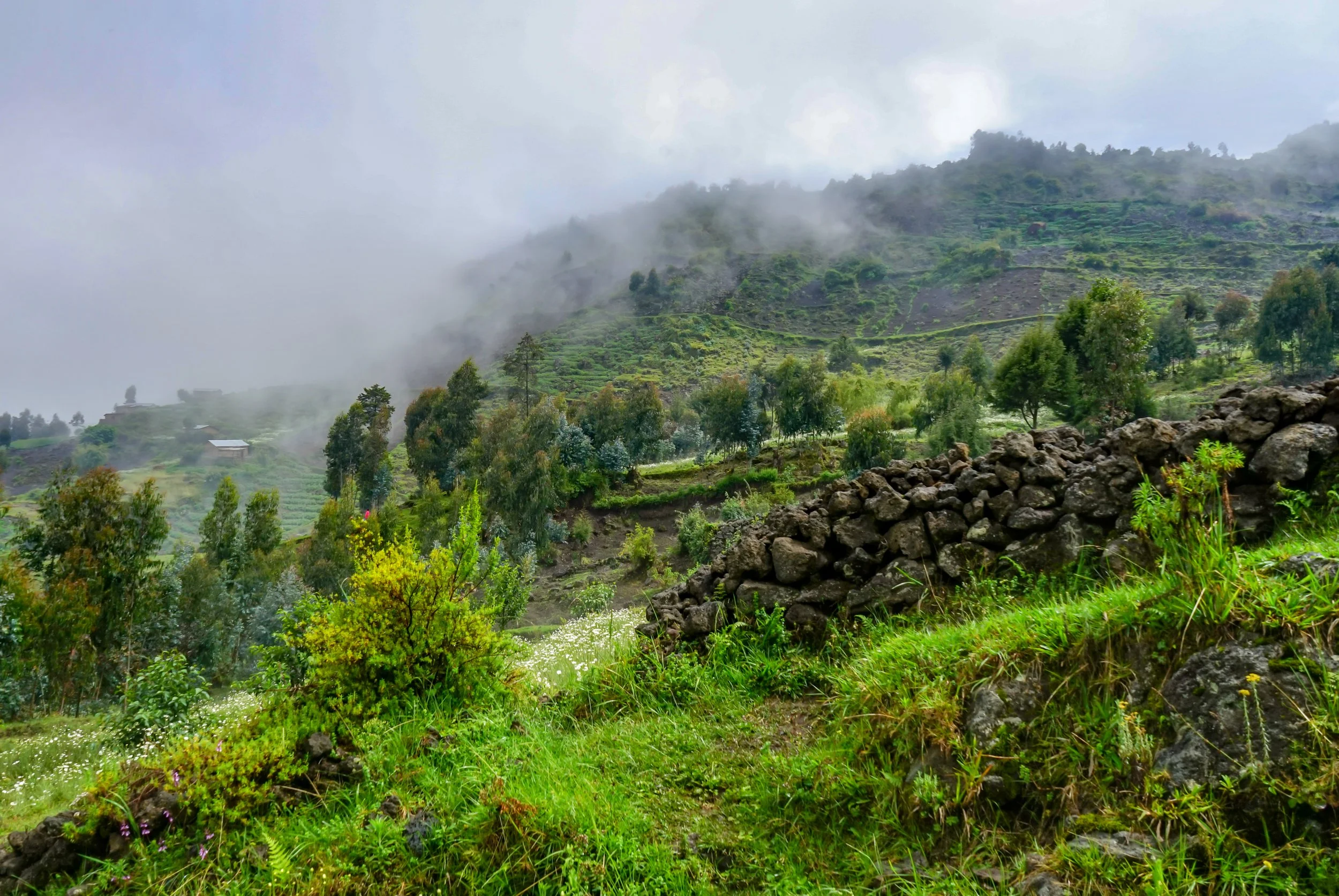 День 2 Volcanoes Park_Ruanda_(32445249318).jpg