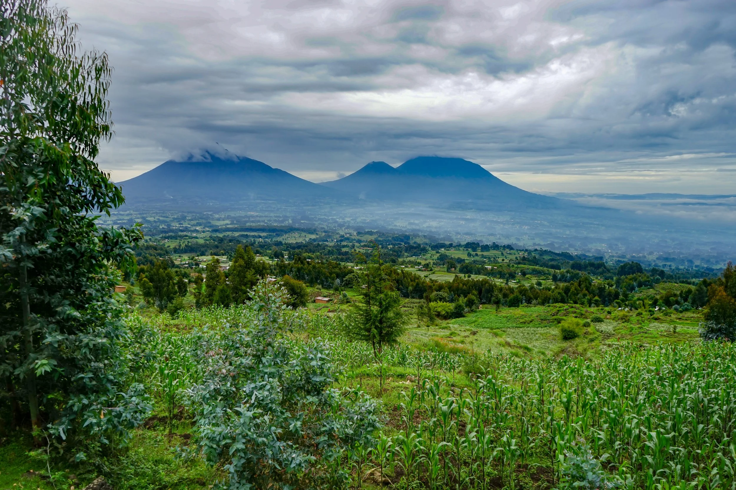 День 3 Volcanoes_National_Park_Rwanda.jpg