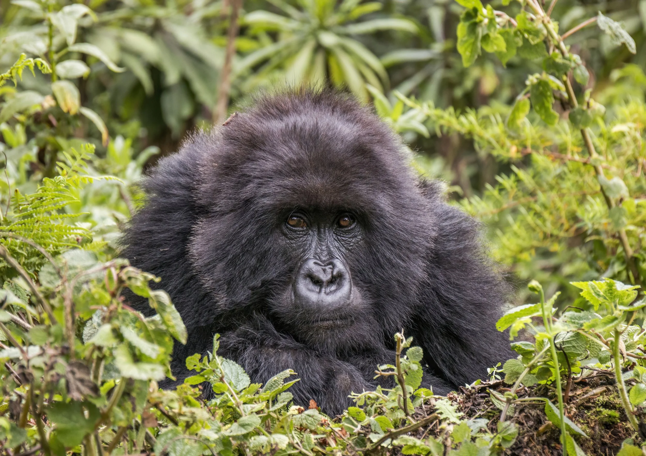 День 3 Mountain_gorilla_(Gorilla_beringei_beringei)_female_2.jpg