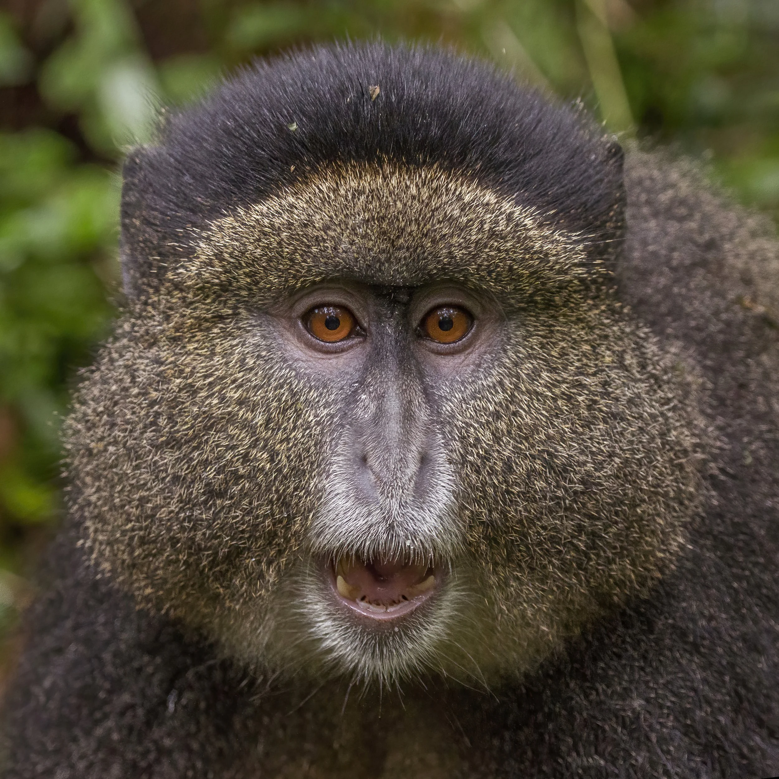 День 4 Golden_monkey_(Cercopithecus_kandti)_head_2.jpg