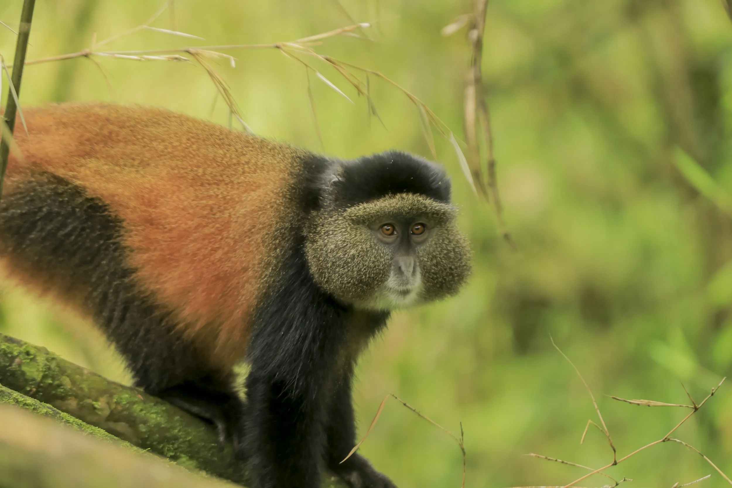 День 4 GOLDEN_MONKEY.jpg