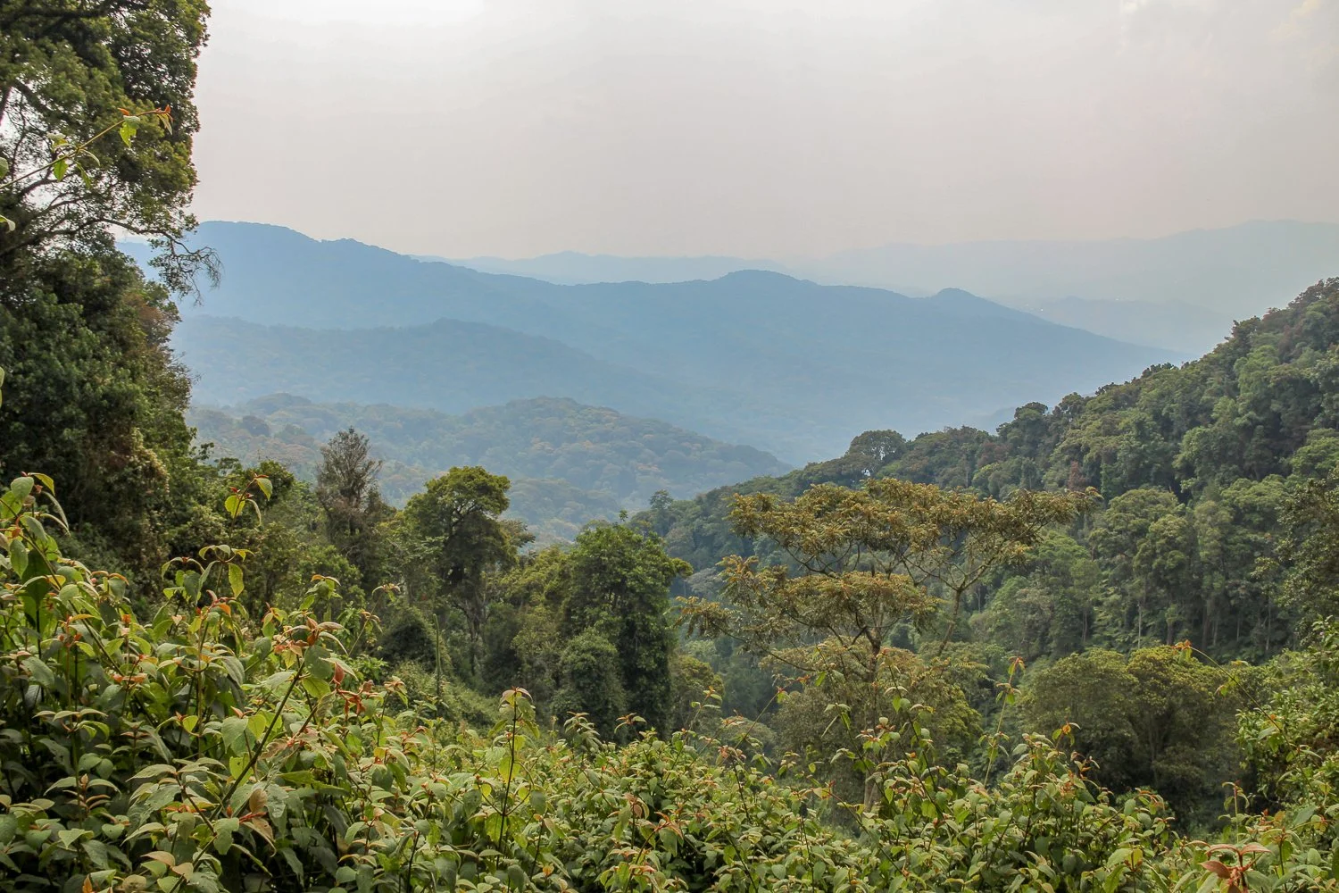 День 5 Nyungwe_National_Park,_Rwanda.jpg