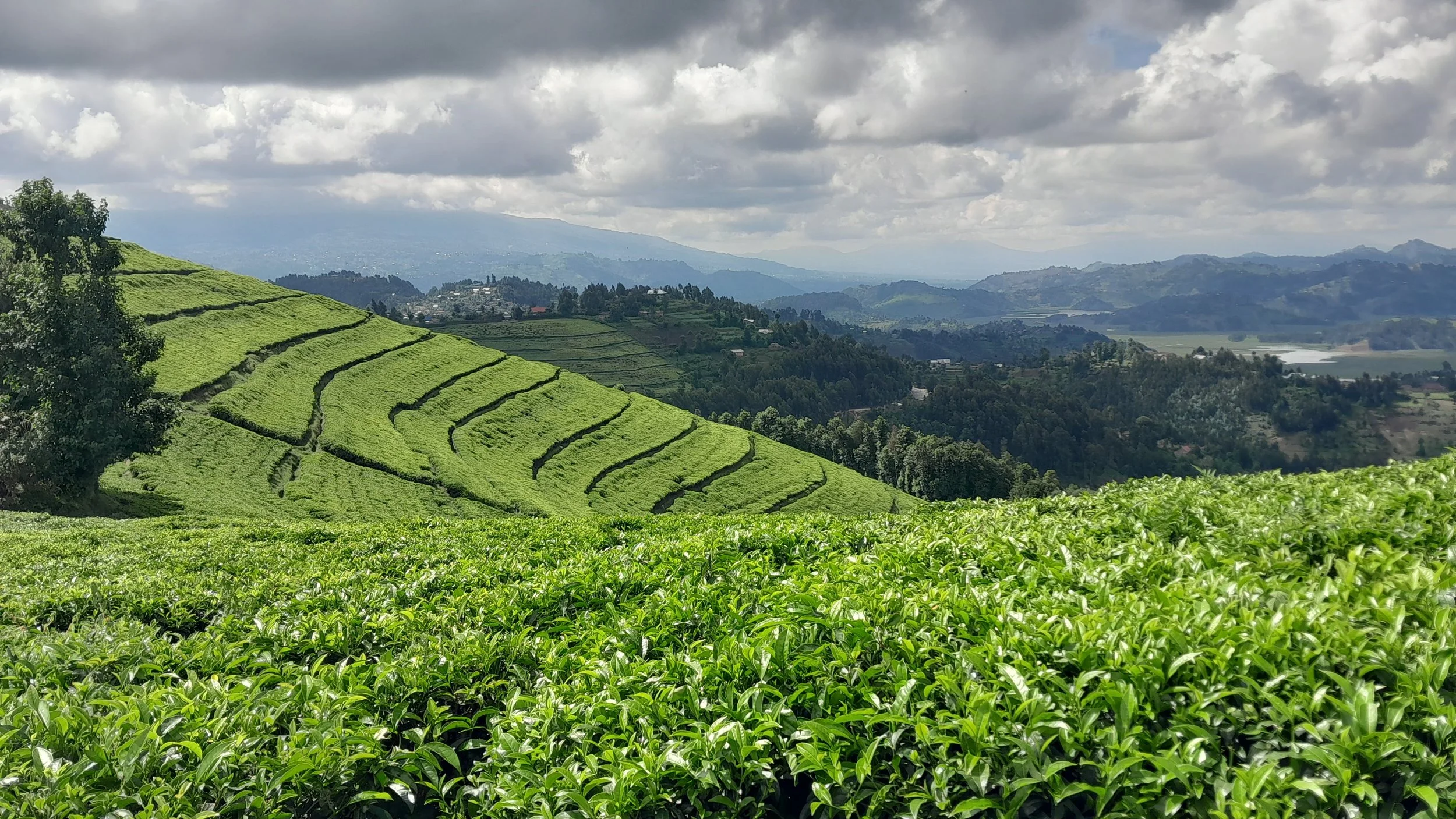 День 6 Tea_plantation,_Western_Rwanda.jpg