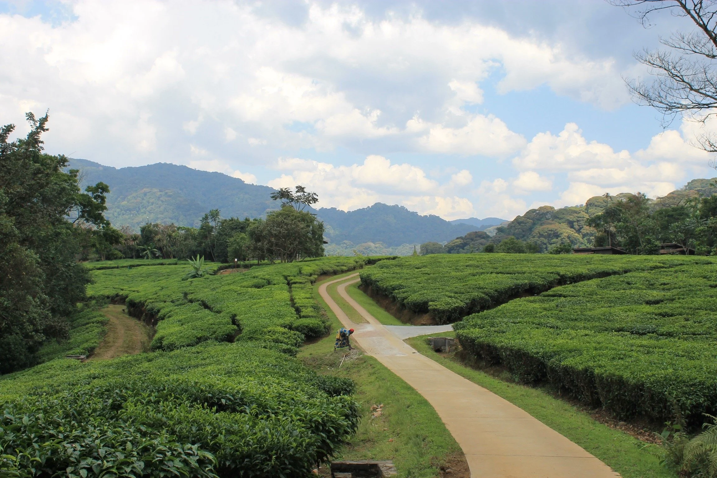 День 6 Rwanda_Tea_Plantations.jpg