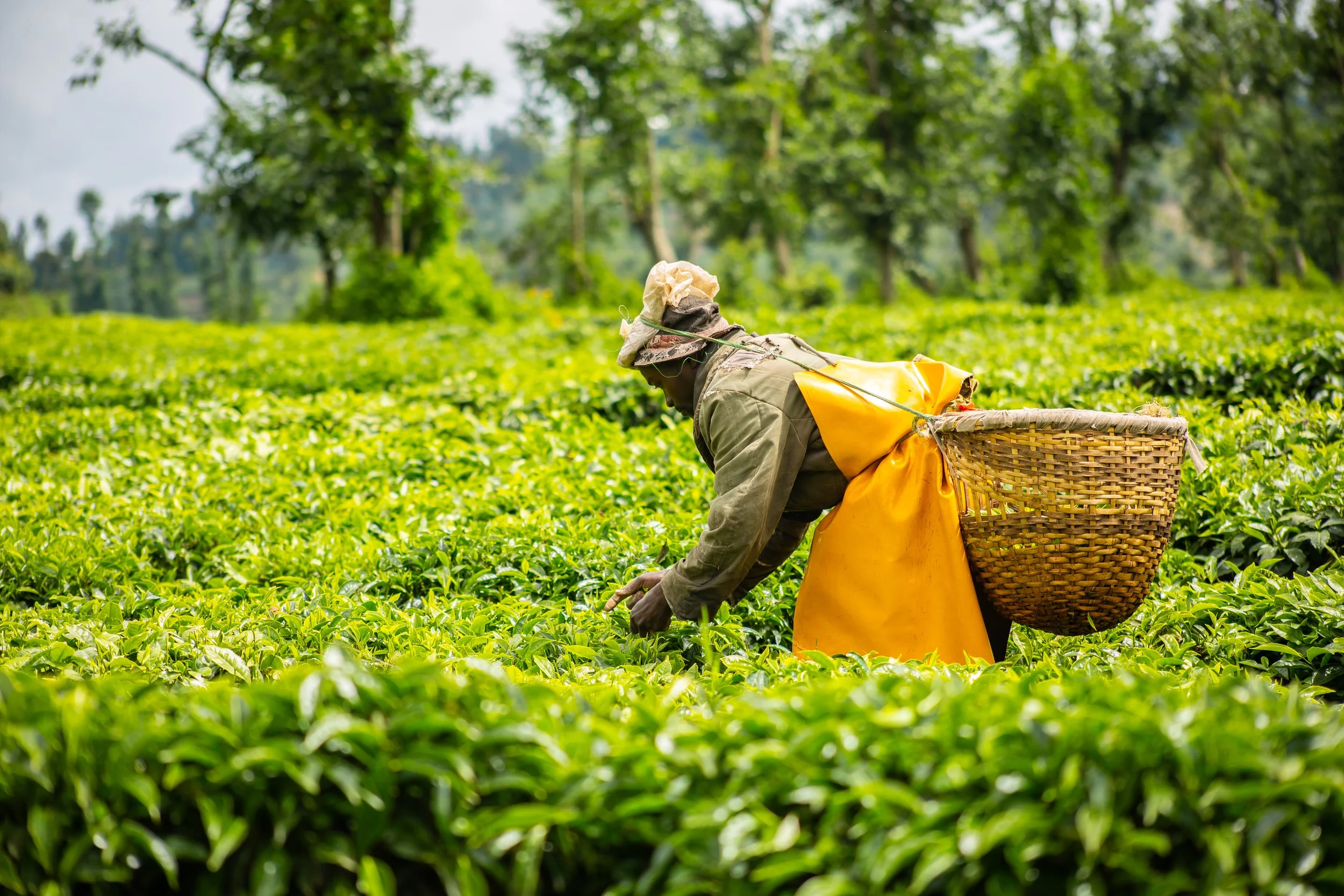 День 6 Tea plantation.jpg