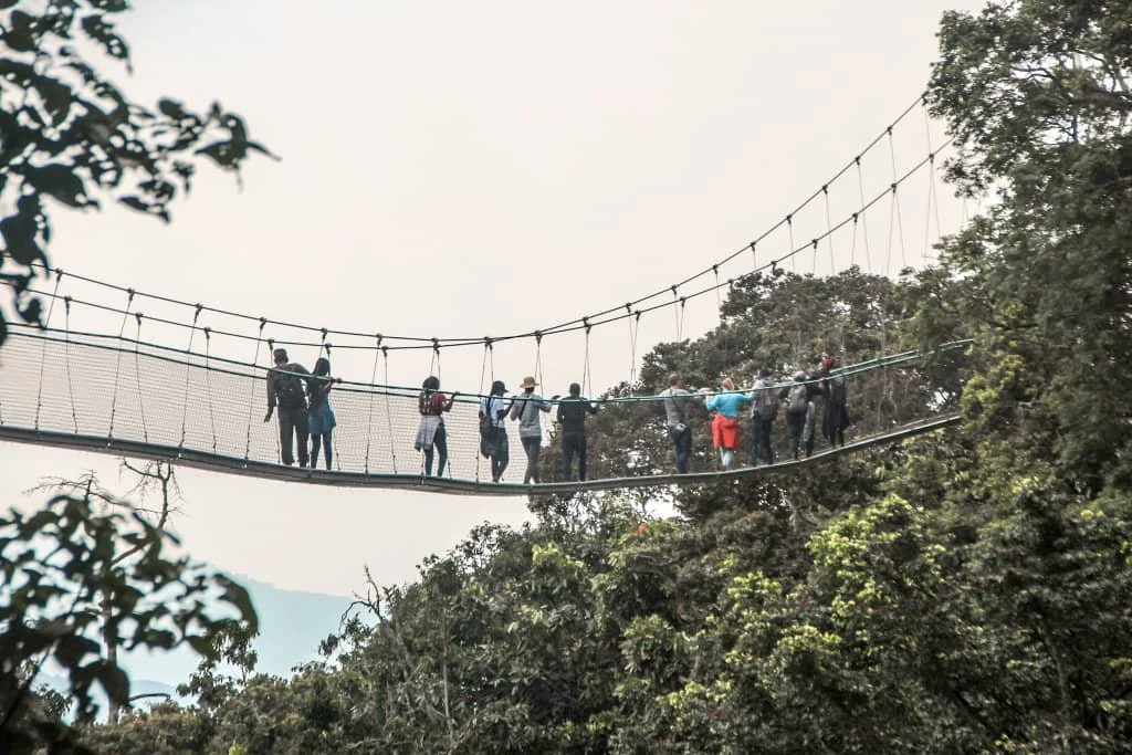 День 6 Nyungwe_canopy_walk.jpg