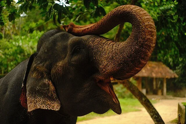 День 2 Millennium Elephant Foundation .jpg