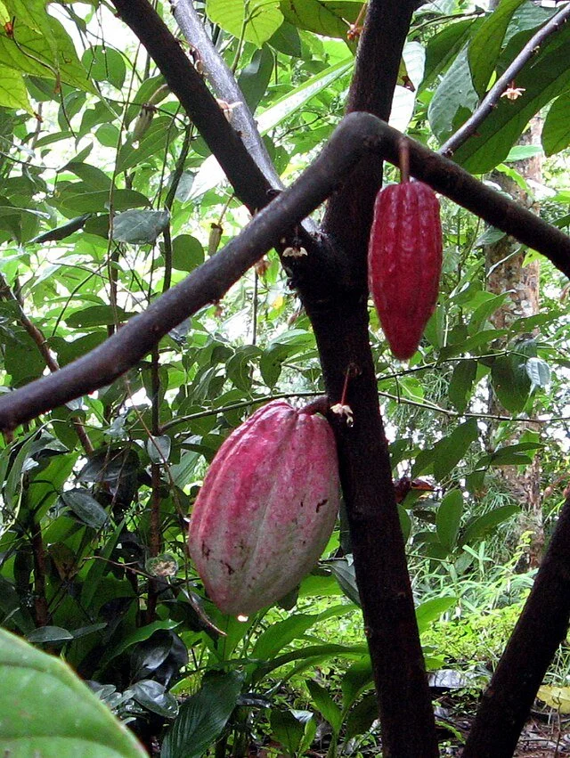 День 3 спайс гарден  Ranweli_0463.jpg