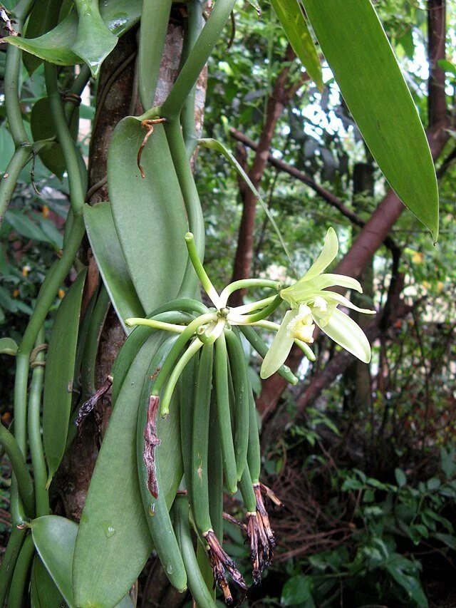 День 3 спайс гарден Ranweli_0462.jpg