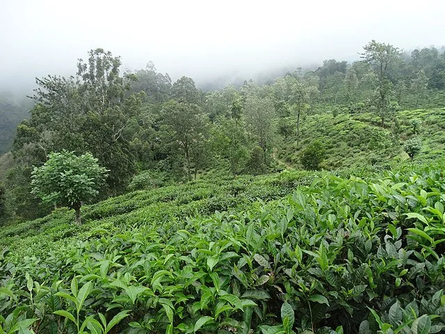 День 5 640px-Misty_Tea_Plantation_Scenery_-_Outside_Ella_-_Sri_Lanka_-_01_(14110130712).jpg