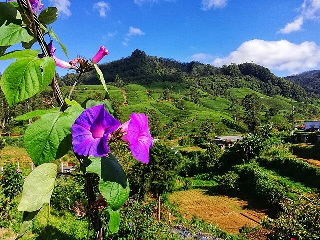 День 5 Nuwara_Eliya_blooms.jpg