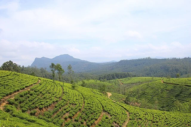 День 5 Tea-plantation_Nuwara_Eliya-2567.jpg