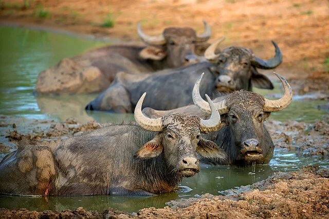 день 6 Buffalo_in_dirt_in_Yala_National_Park.jpg
