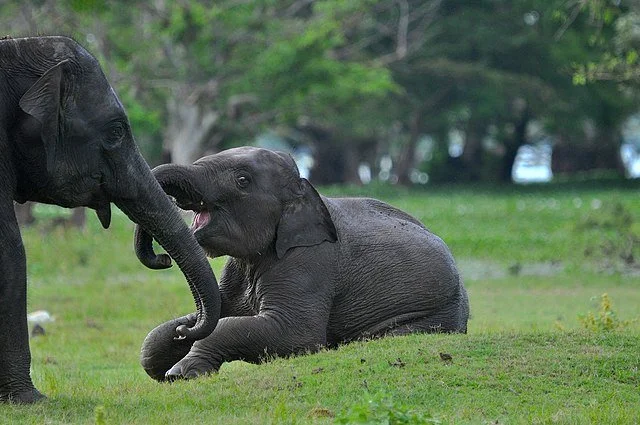 День 6 Elephants_in_the_Yala_National_Park.jpg