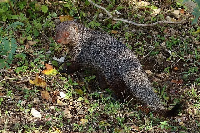 День 6 Mongoose_in_Yala_National_Park_1.JPG