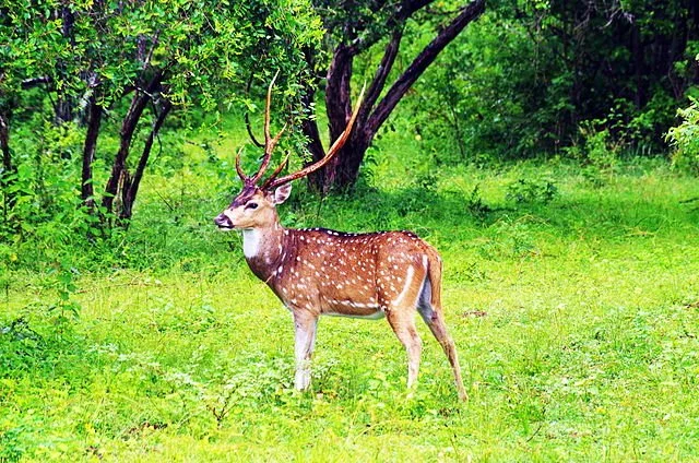 День 6 LK-yala-hirsch.jpg