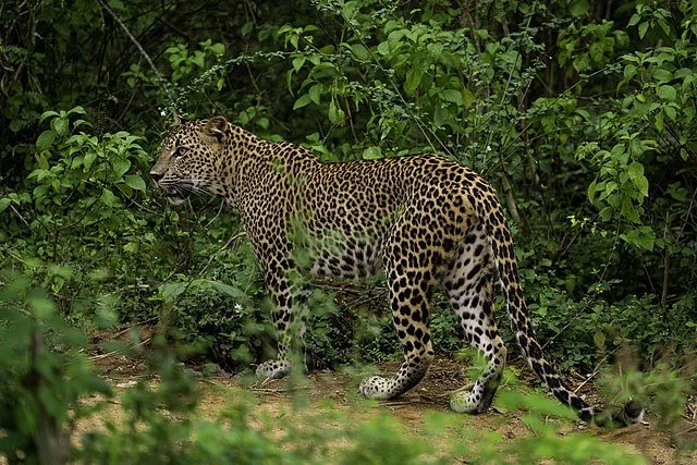 День 6 Sri-lankan-leopard-yala-casey-klebba.jpg