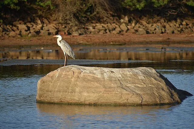 День 6 Yala_Grey_Heron_Dilumk.jpg