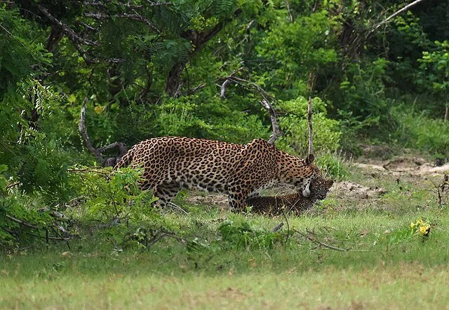 День 6 Yala-Suduwelimulla-2018-01-10.jpg