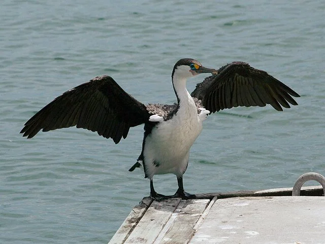 02.3 Cormorant.jpg