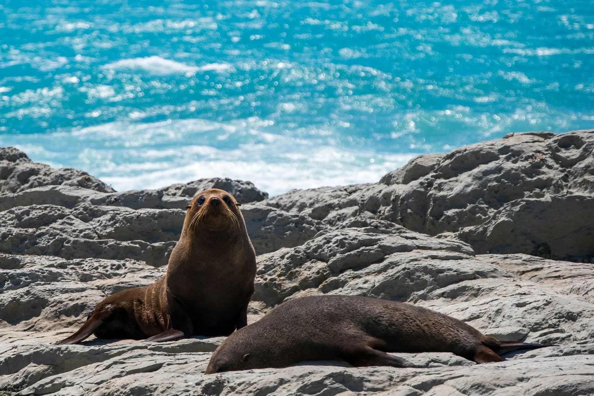 06.4 Kaikoura fur seal.jpg