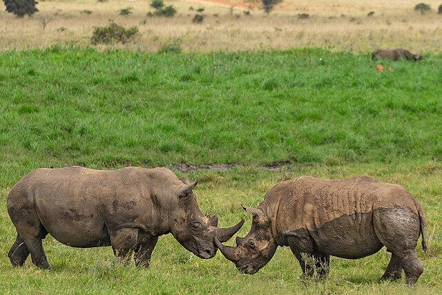 День 2 Nairobi_National_Park,_Kenya_(53273074367).jpeg