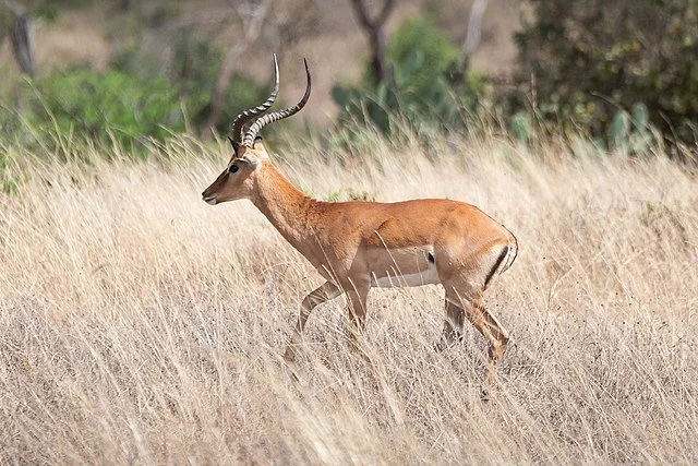 День 2 Impalas_at_Nairobi_National_Park,_Kenya.jpeg