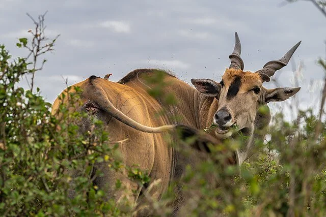 День 2 Nairobi_National_Park,_Kenya_(53273966346).jpeg