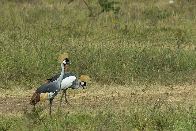 День 2 Nairobi_National_Park,_Kenya_(53273966556).jpeg