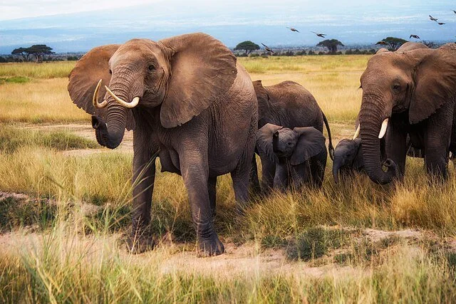 День 3 African_Bush_Elephants,_Amboseli_National_Park_(32312286377).jpeg