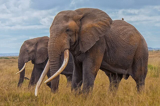 День 3 African_Bush_Elephants,_Amboseli_National_Park_(53174575364).jpeg