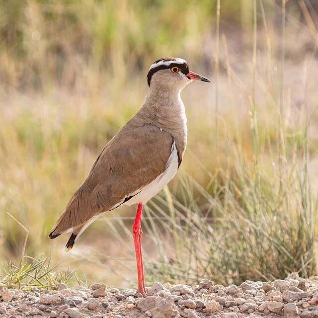 День 3 Avefría_coronada_(Vanellus_coronatus),_parque_nacional_de_Amboseli,_Kenia,_2024-05-23,_DD_15.jpeg