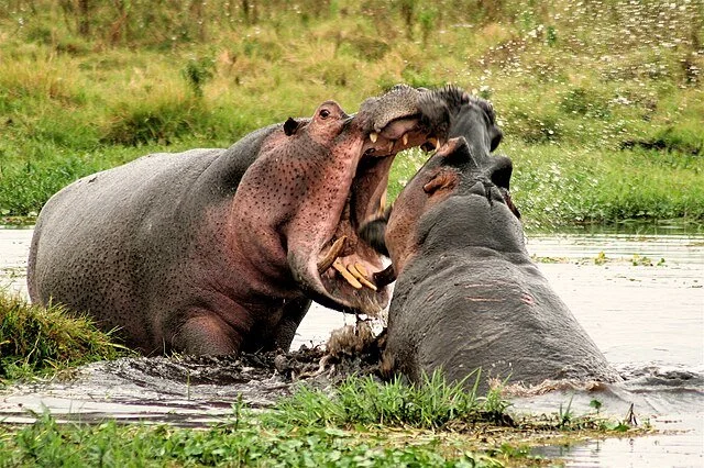 День 3 Hippos_fighting_in_Amboseli_National_Park.jpeg